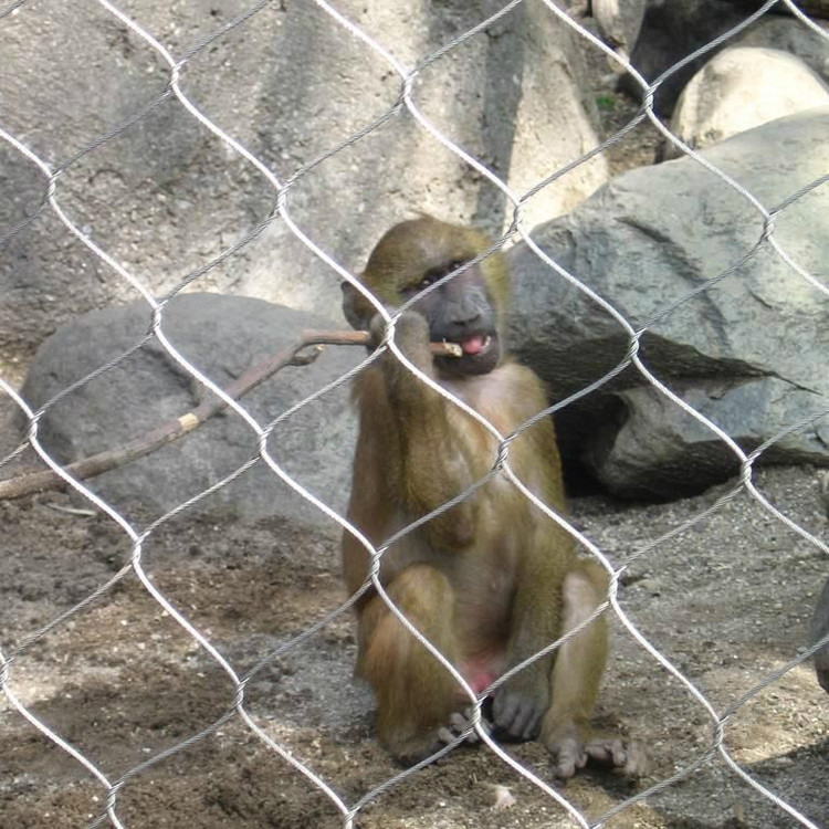 晟群 專業(yè)生產(chǎn)   不銹鋼鋼絲繩編織網(wǎng) 動物園防護網(wǎng)  動物園安全防護網(wǎng)  不銹鋼繩網(wǎng)價格  品質(zhì)有保證